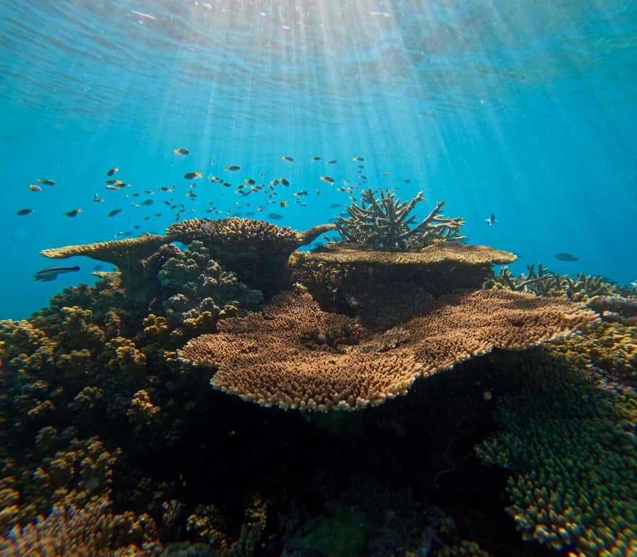 Cairns: Great Barrier Reef Small Group Snorkelling Tour - Key highlights worth your attention