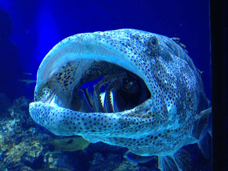 Cairns: Guided Twilight Tour of the Aquarium - Quick highlights before you go