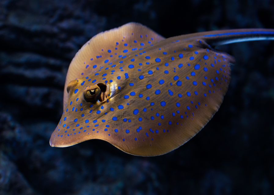 Cairns: Guided Twilight Tour of the Aquarium - The guide experience, when an enthusiastic ecologist makes it worth it