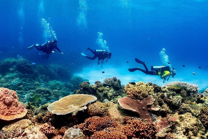 Cairns Half Day Tour a Great Barrier Reef Snorkeling Experience - Fitness level, swimming limits, and the best match for your group