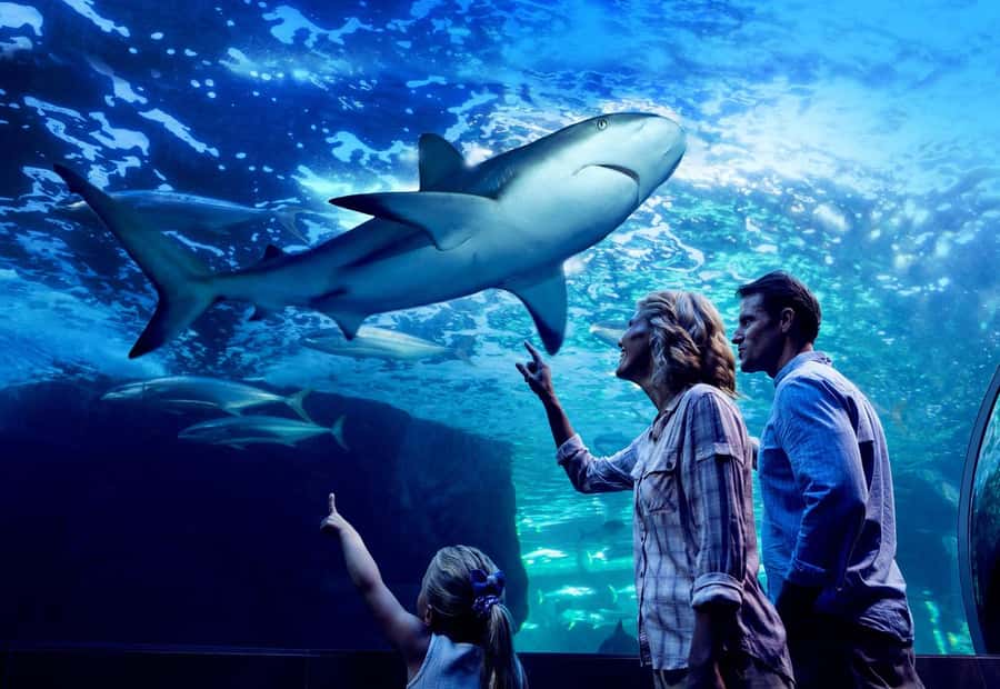 Cairns: Night at the Aquarium Guided Tour - The 10 Ecosystems Circuit: Rivers to Reef, Rainforest, Mangroves, and the Coral Sea