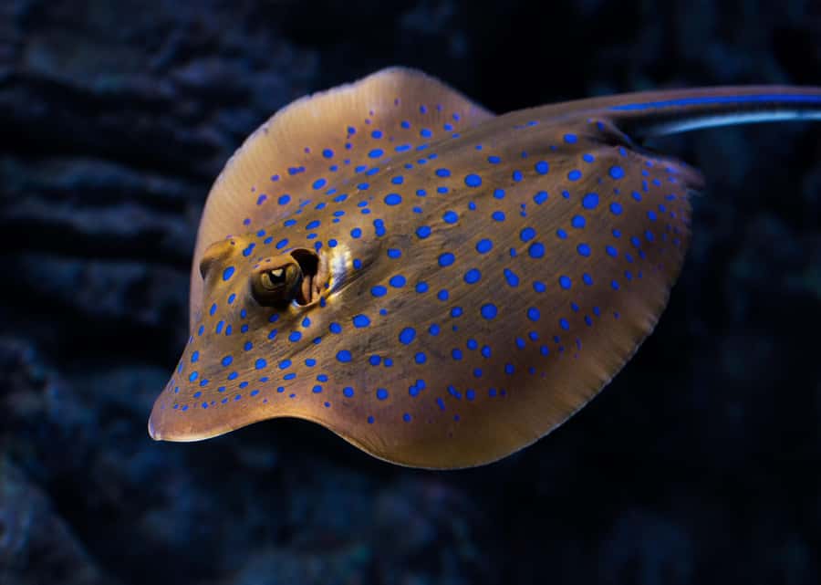 Cairns: Night at the Aquarium Guided Tour - Price and Value: Is $60 a Good Deal for 2 Hours?
