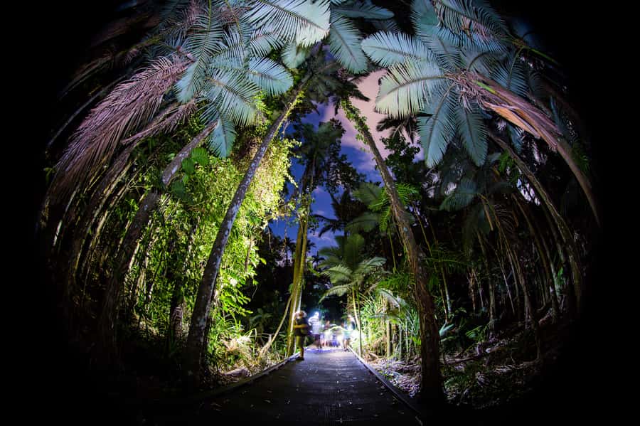 Cairns: Night Walk in Cairns Botanic Gardens - Meet your guides, and learn how they find the living stuff fast