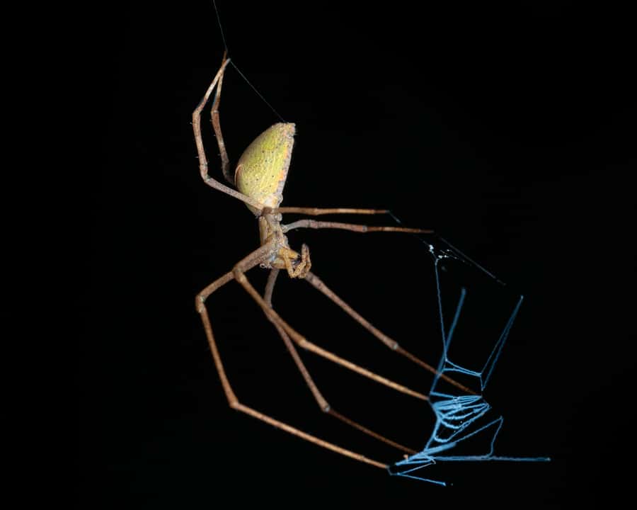 Cairns: Night Walk in Cairns Botanic Gardens - Who should book this night walk, and who might prefer another plan