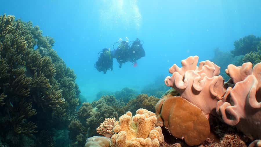 Cairns: Ocean Spirit Great Barrier Reef Full Day Tour - Should you book the Ocean Spirit Great Barrier Reef Full Day Tour?