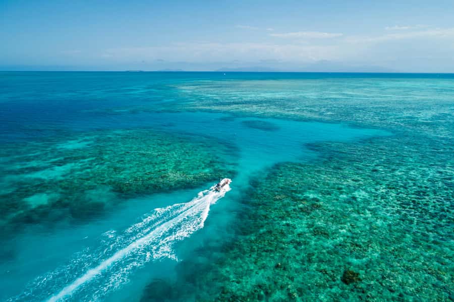 Cairns: Outer and Coral Cay Snorkel and Dive Cruise - Wonder Wall snorkel: easy viewing on the outer edge of Upolu Reef