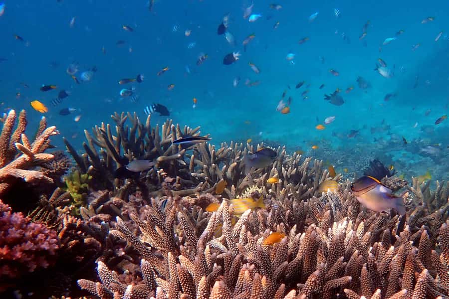Cairns: Outer Great Barrier Reef & Dunk Island Small Group - Price and what you actually get for $162
