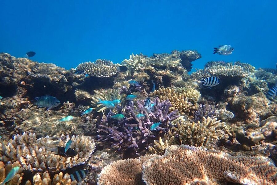 Cairns: Outer Great Barrier Reef & Dunk Island Small Group - East, West, and Middle reefs: what your snorkel schedule covers