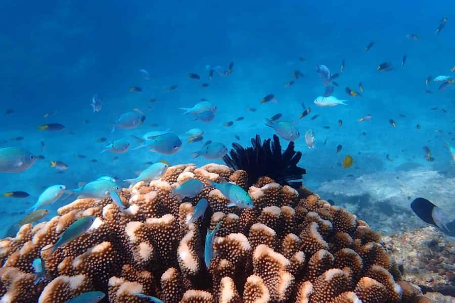 Cairns: Outer Great Barrier Reef & Dunk Island Small Group - Group size that affects how the day feels