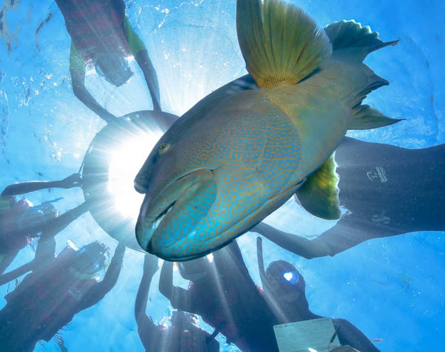Cairns: Outer Great Barrier Reef Pontoon with Activities - Price and value at around $208 per person