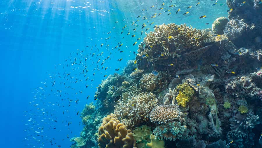 Cairns: Outer Great Barrier Reef Pontoon with Activities - Getting from Cairns to the reef: catamaran timing and sea-sickness reality