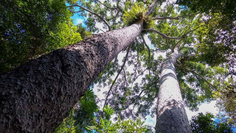 Cairns: Paronella, Lake Barrine & Millaa Millaa Falls Tour - Yungaburra photo stop and the Atherton Tablelands vibe
