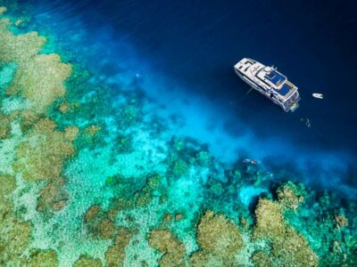 Premium Snorkelling and Diving Reef Day Trip