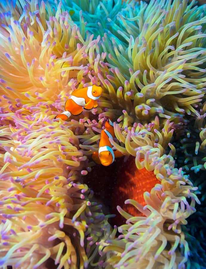 Cairns: Pro Dive Great Barrier Reef 3 Day/2 Night Dive Trip - The reef stops: 19 exclusive sites across 4 Outer Reef areas