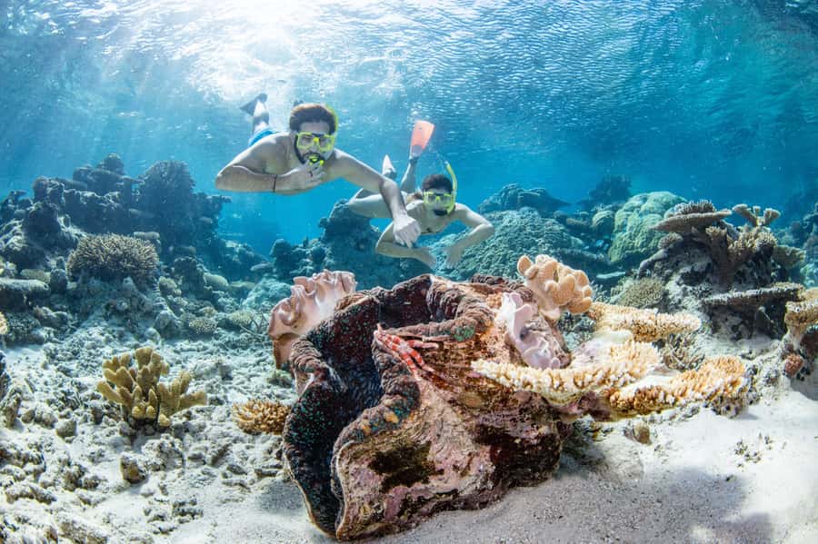 Cairns: Silverswift 3 Great Barrier Reef Sites in 1 Day - Quick takeaways