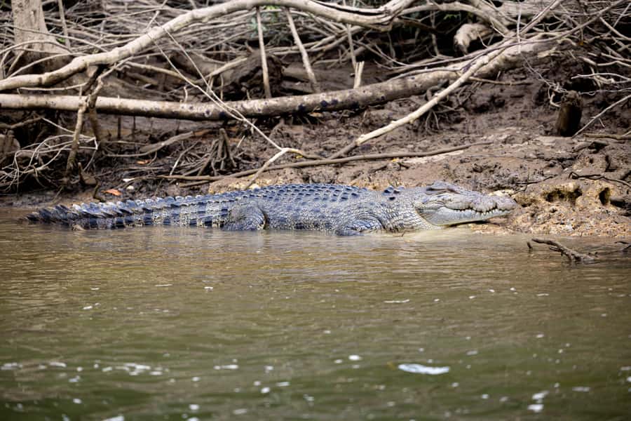 Cairns: Waterfall and Daintree Rainforest Tour - 2 Day Tours - Should You Book This 2-Day Cairns Tour?
