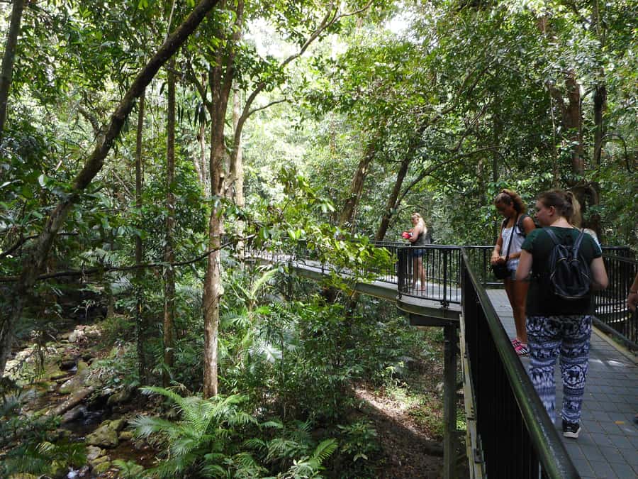 Cairns: Waterfall and Daintree Rainforest Tour - 2 Day Tours - Day 1 Atherton Tablelands Waterfalls, Craters, and Cathedral Fig Time