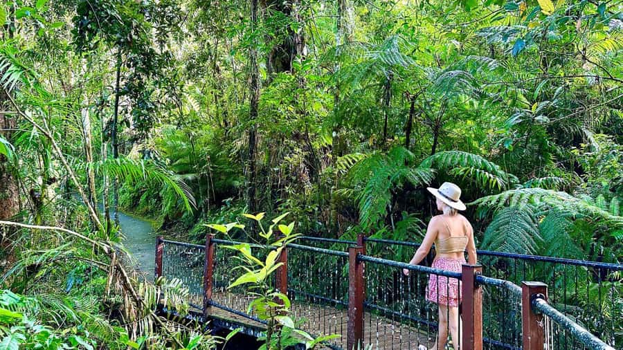 Cairns: Waterfall Tour with Lunch - Atherton Tablelands Waterfalls From Cairns: What the Day Trip Is Like