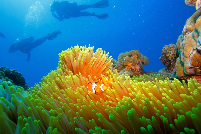 Calypso Outer Great Barrier Reef Cruise from Port Douglas - Snorkeling coaching: what “guided snorkel tours” means for you