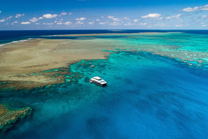 Calypso Outer Great Barrier Reef Cruise from Port Douglas - What you can see out there: wildlife highlights from real moments
