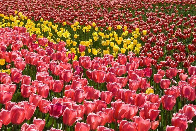 Canberra Day Trip from Sydney - Why the guide matters on this one-day schedule