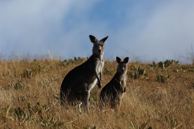 Canberra Day Trip from Sydney - Practical tips for a smoother 12.5-hour day