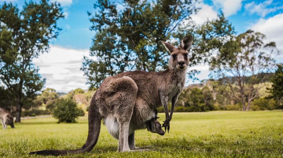 Canberra: Kangaroos and Koala Experience Tour - Kangaroo and Joey moments: why the guide’s patience pays off