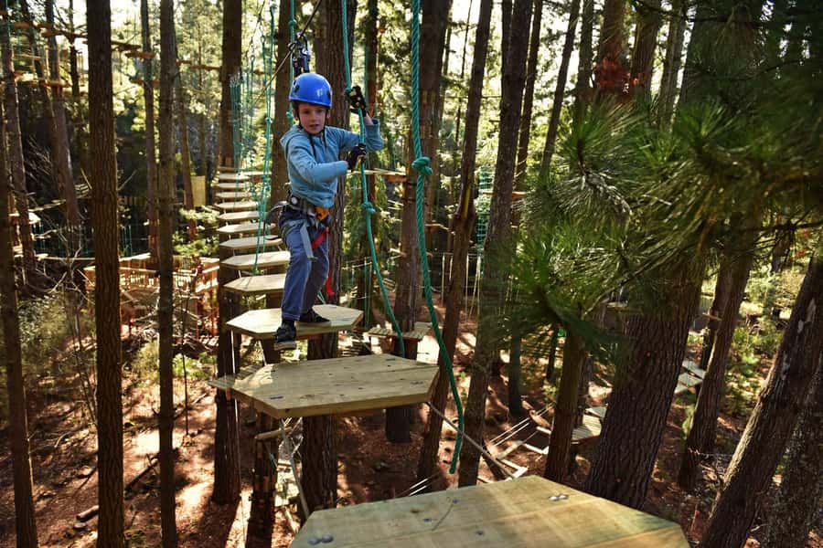 Canberra: Majura Pines Tree Ropes Course - Key things to know before you book