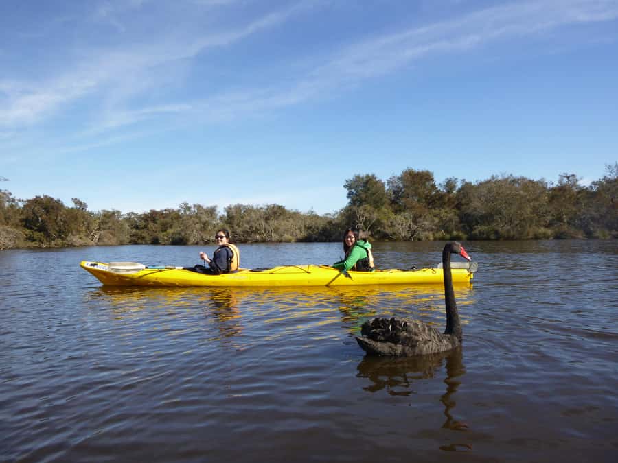 Canning River Half-Day Kayak Wildlife Tour - Your Paddle Time: Quiet Water, Paperbark Trees, and Bird Life