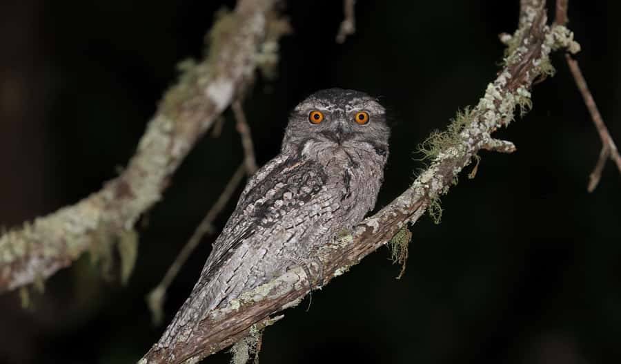 Cape Tribulation: Daintree Rainforest Night Walk Tour - Key highlights worth your attention