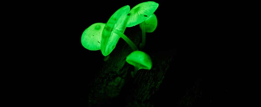 Cape Tribulation: Daintree Rainforest Night Walk Tour - Why the Cape Tribulation night walk feels special