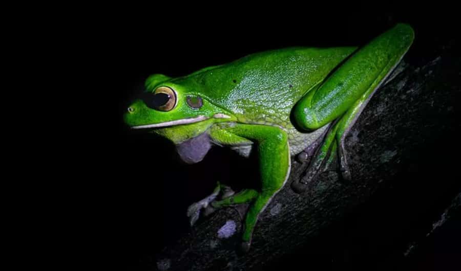Cape Tribulation: Daintree Rainforest Night Walk Tour - Where you meet: Ferntree Rainforest Lodge at 36 Camelot Cl