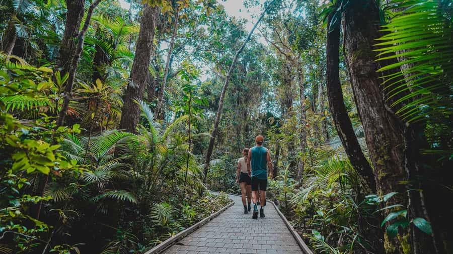 Cape Tribulation: Daintree Rainforest Night Walk Tour - What you might spot: wildlife and glowing rainforest life