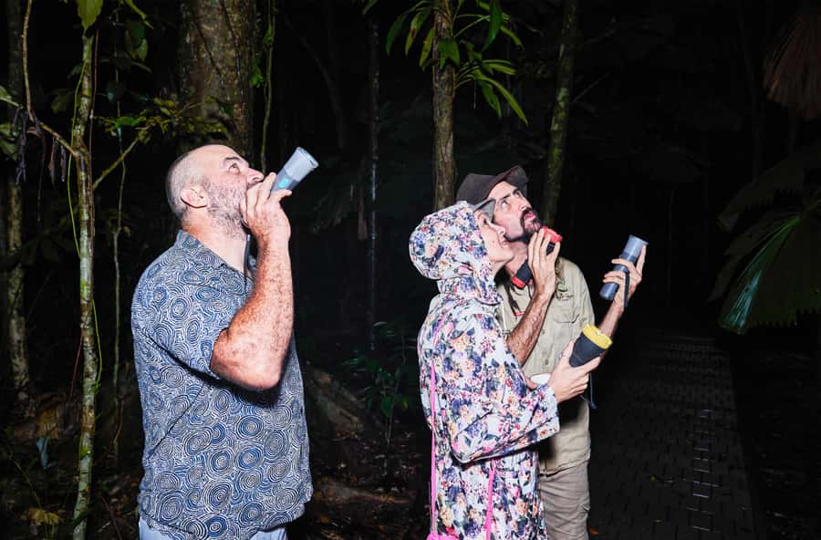 Cape Tribulation: Daintree Rainforest Night Walk Tour - Comfort rules that keep the night enjoyable