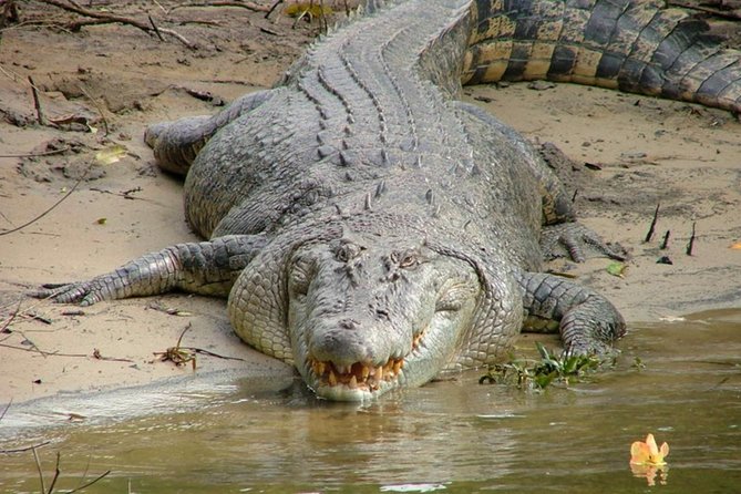 Cape Tribulation Day Tour from Cairns - Four Mile Beach: take in the coast at a slower pace