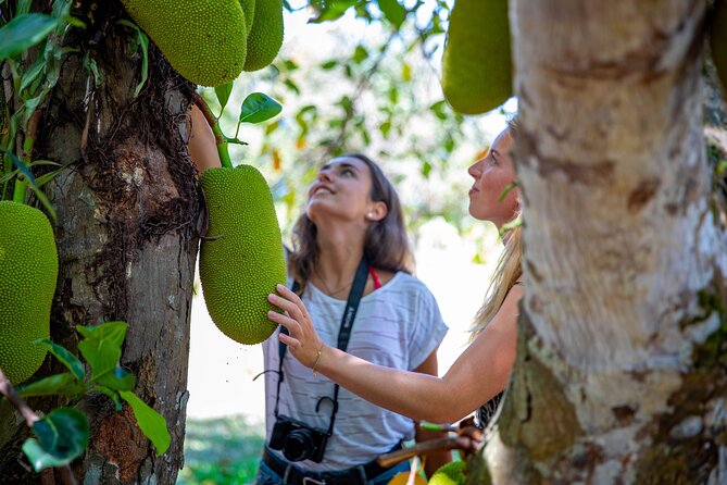 Cape Tribulation Day Tour from Cairns - Daintree National Park: ferry first, rainforest second