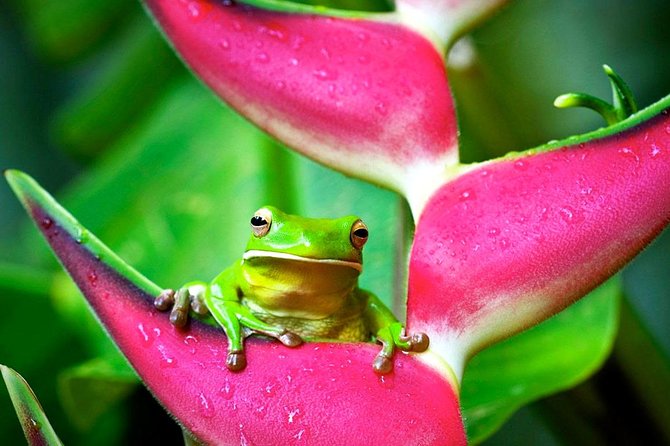 Cape Tribulation, Mossman Gorge and Daintree Rainforest Day Tour - Daintree River cruise for crocs: what you should realistically expect