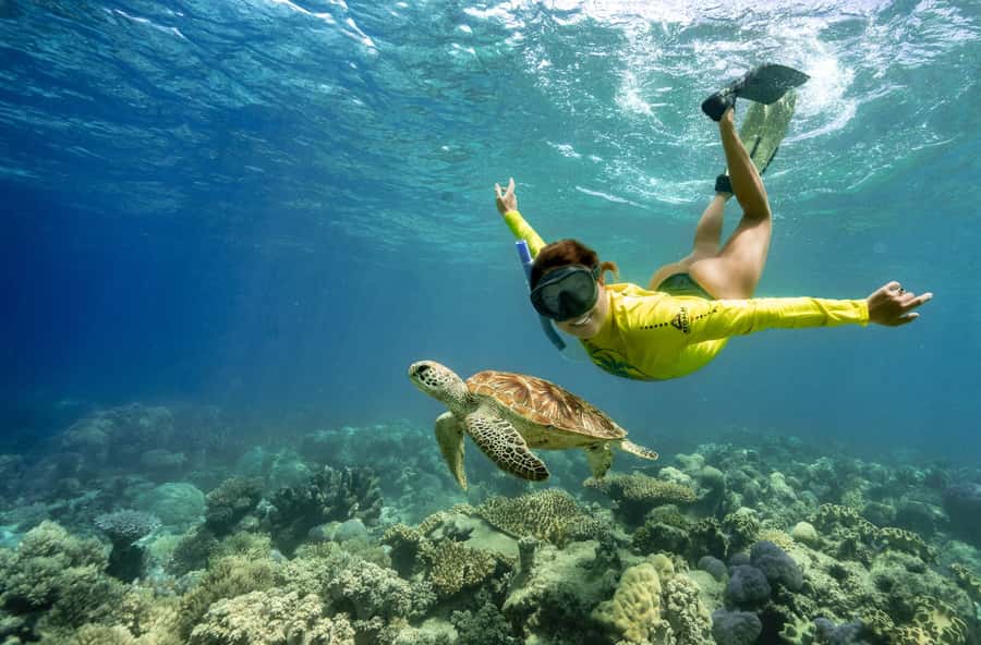 Cape Tribulation Ocean Safari - Great Barrier Reef Adventure - First Snorkel at Mackay Reef, Where the Sea Life Shows Up