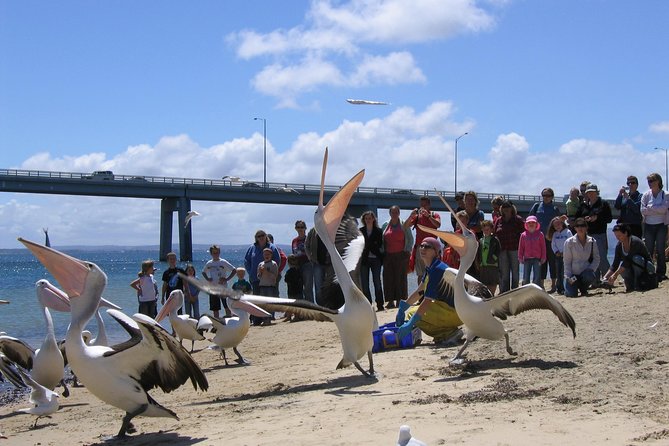 Cape Woolamai Sightseeing Cruise from San Remo - Captain Commentary, History Notes, and What You Learn Along the Way
