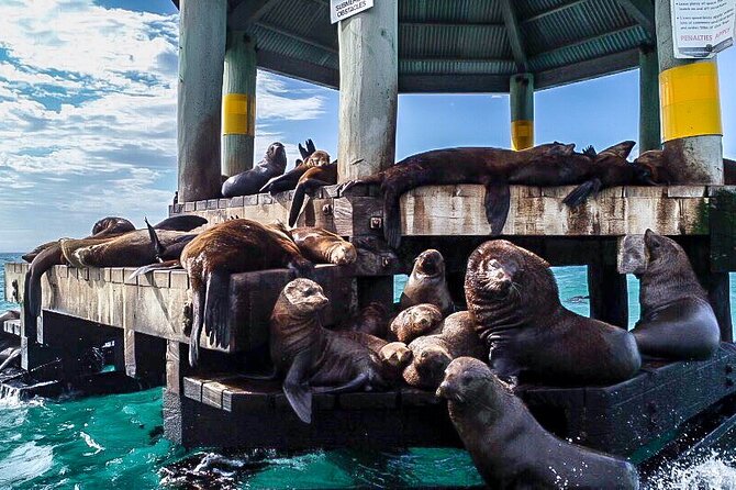 Cape Woolamai Sightseeing Cruise from San Remo - Price and Value: Getting More Than a View for $35.14