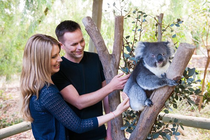 Cleland Wildlife Park Experience - from Adelaide including Mt Lofty Summit - Key things that make this day trip work