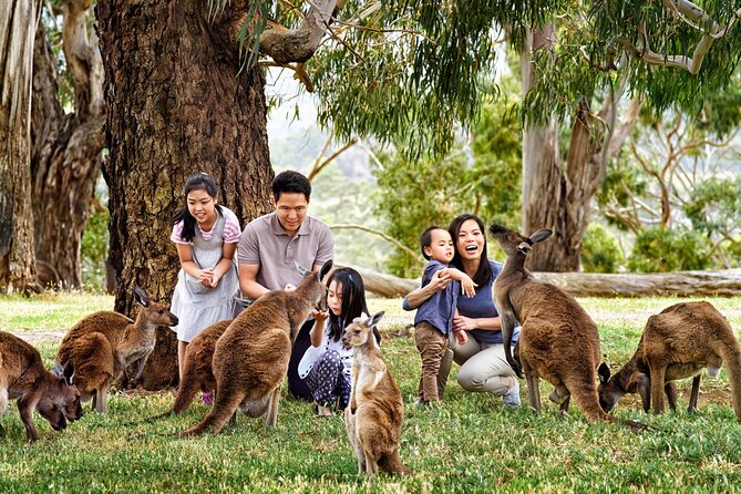 Cleland Wildlife Park Experience - from Adelaide including Mt Lofty Summit - Price and value: what $88.94 includes, and what you still need to budget
