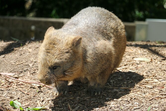 Cleland Wildlife Park Experience - from Adelaide including Mt Lofty Summit - Who should book this Cleland and Mt Lofty trip