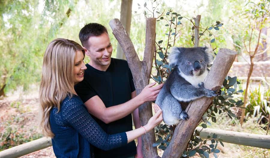 Cleland Wildlife Park Experience with Mount Lofty Summit - Key highlights at a glance