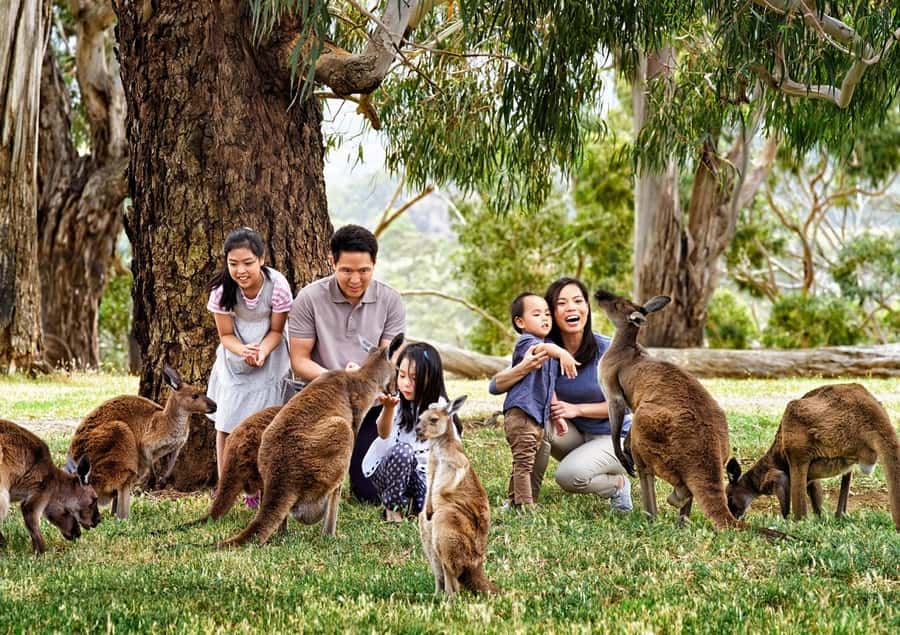 Cleland Wildlife Park Experience with Mount Lofty Summit - Mount Lofty Summit: Adelaide’s view that sets the mood