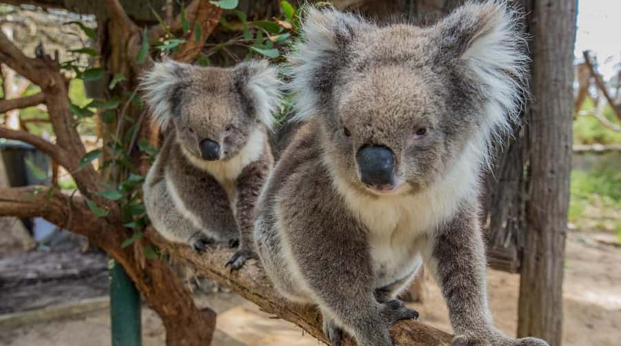 Cleland Wildlife Park Experience with Mount Lofty Summit - The koala close-up: what is included, what costs extra, and how to plan