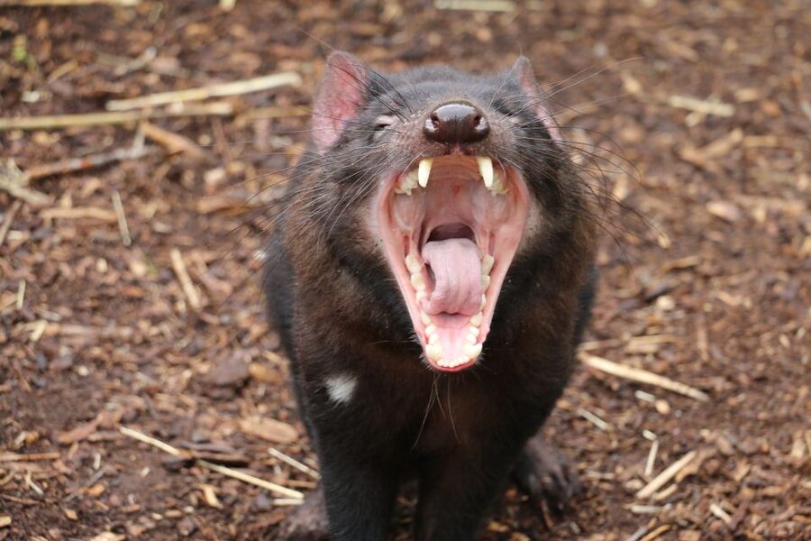 Cleland Wildlife Park Experience with Mount Lofty Summit - Wetlands and the Ocean to Outback Centre: more than a zoo day