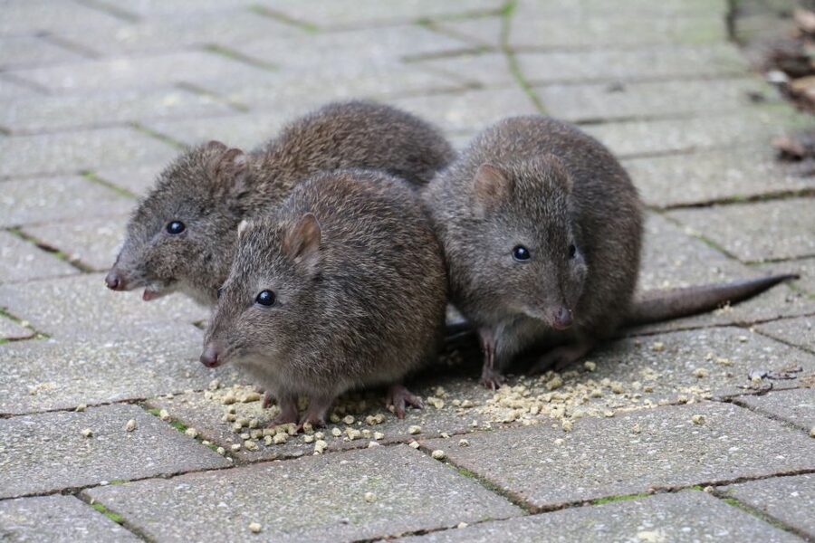 Cleland Wildlife Park Experience with Mount Lofty Summit - What you get for the price: $87 per person value check