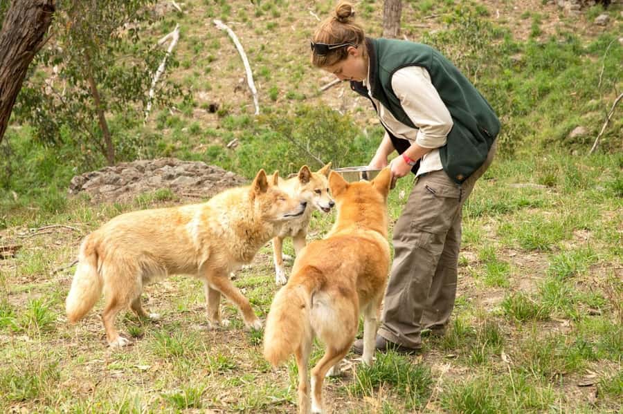 Cleland Wildlife Park Experience with Mount Lofty Summit - Practical tips before you go