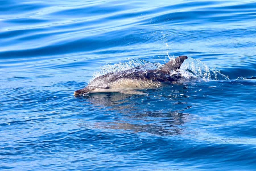 Coastal 2.5-hour Adventure Boat Tour from Newcastle - The Boat Experience: Ecotourism Rigid Inflatable with a Canopy